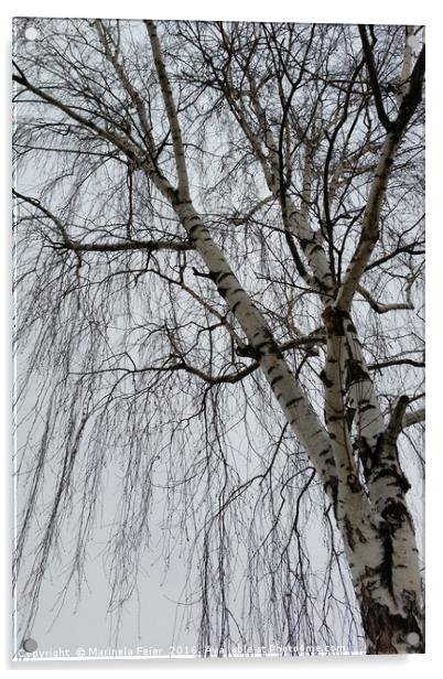 One birch on a gray day Acrylic by Marinela Feier