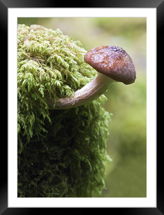Woodland Fungus Framed Mounted Print by Mike Gorton