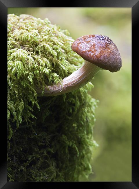 Woodland Fungus Framed Print by Mike Gorton