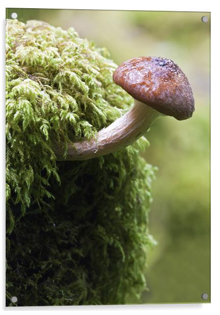 Woodland Fungus Acrylic by Mike Gorton