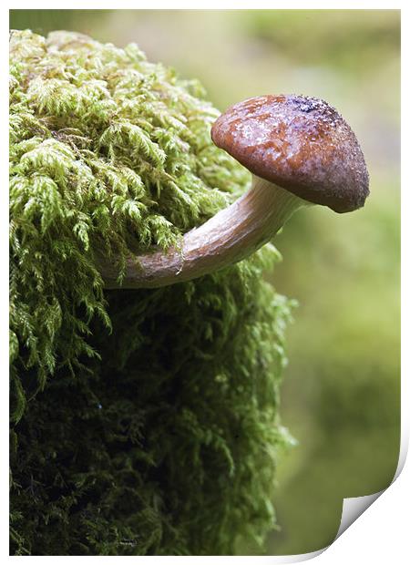 Woodland Fungus Print by Mike Gorton