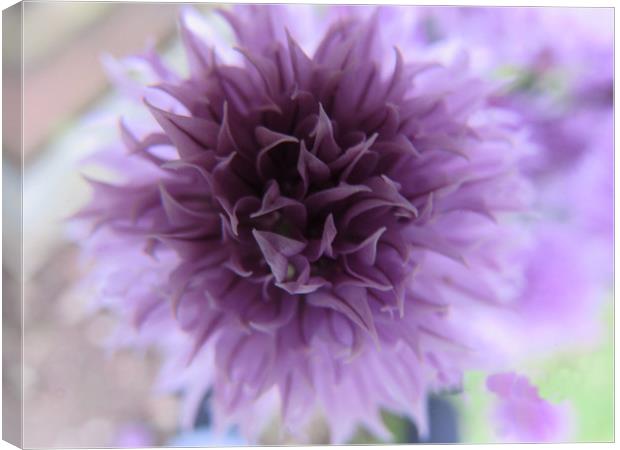  Chive Flower                               Canvas Print by alan todd