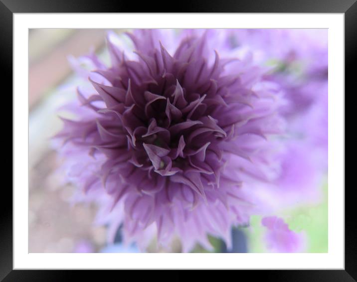 Chive Flower                               Framed Mounted Print by alan todd