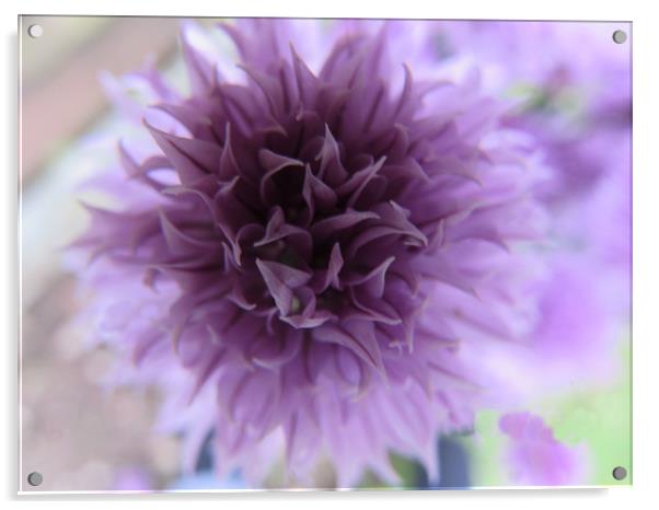  Chive Flower                               Acrylic by alan todd