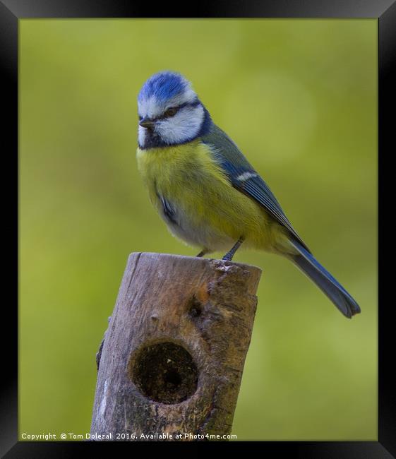 Blue Tit portrait Framed Print by Tom Dolezal