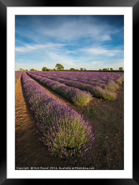 Lavender Field Framed Mounted Print by Nick Pound