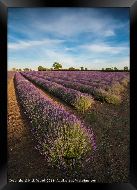 Lavender Field Framed Print by Nick Pound