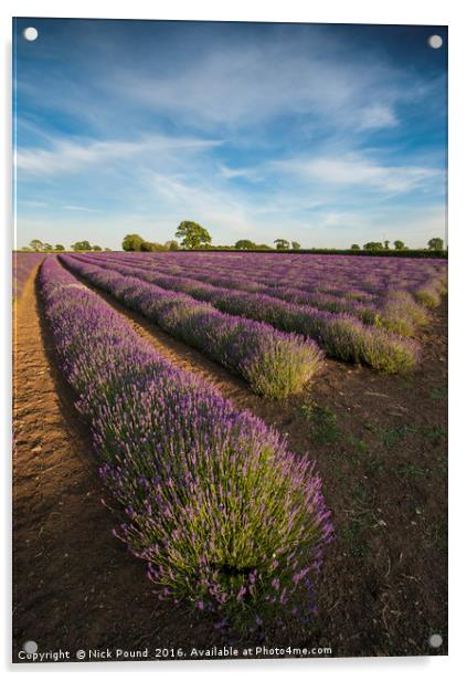 Lavender Field Acrylic by Nick Pound