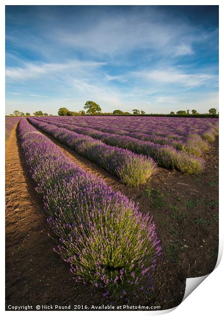 Lavender Field Print by Nick Pound