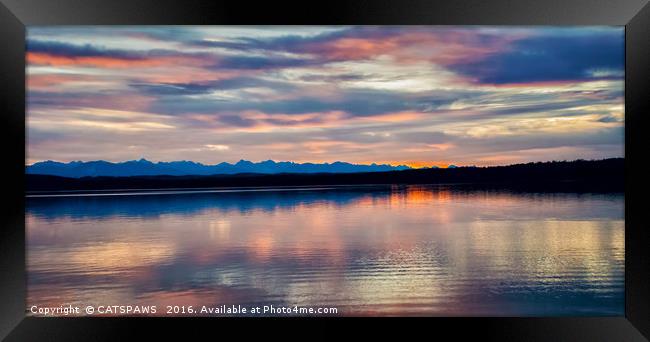 EVENING GLORY Framed Print by CATSPAWS 