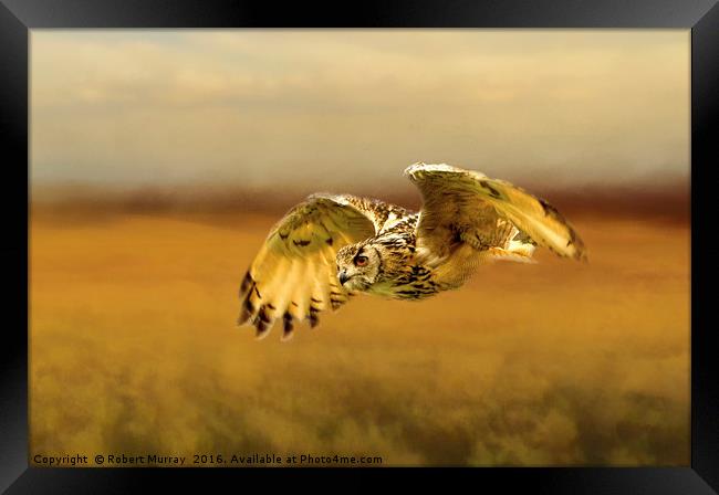 Eagle Owl Framed Print by Robert Murray