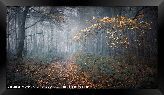 Last Autumn Tree Framed Print by Svetlana Sewell