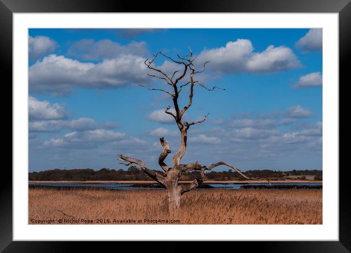 Dead Tree. Snape, Suffolk, UK. Framed Mounted Print by Nichol Pope