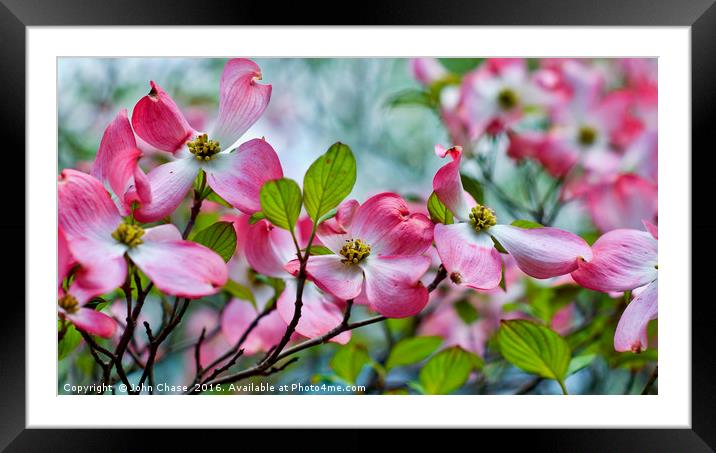 Pink & White Blossoms in Spring Framed Mounted Print by John Chase