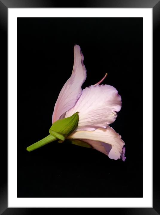 One Flower Framed Mounted Print by Hemerson Coelho