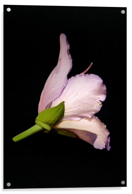 One Flower Acrylic by Hemerson Coelho
