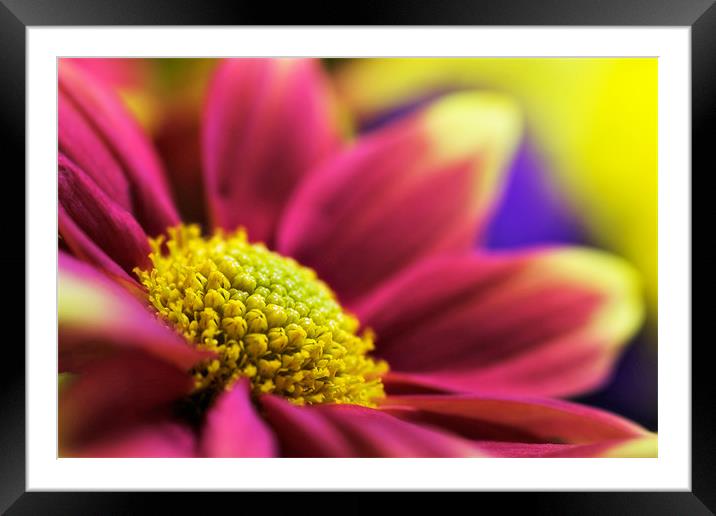 Chrysanthemum indicum Remix-Yellow Framed Mounted Print by John Edwards