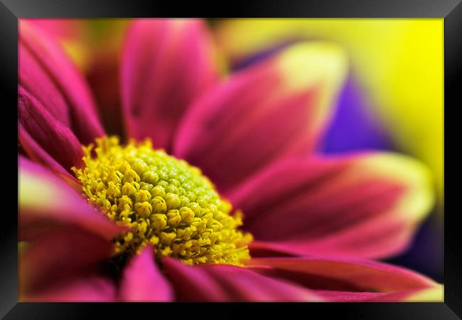 Chrysanthemum indicum Remix-Yellow Framed Print by John Edwards