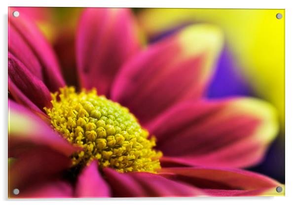 Chrysanthemum indicum Remix-Yellow Acrylic by John Edwards