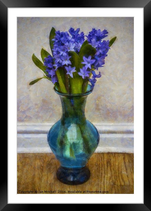 Hyacinyth Heaven Framed Mounted Print by Ian Mitchell