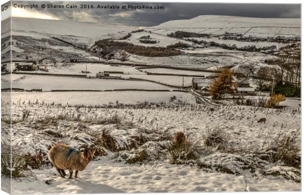Soay sheep on snowy moors Canvas Print by Sharon Cain