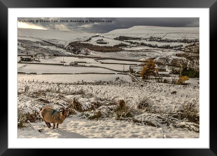 Soay sheep on snowy moors Framed Mounted Print by Sharon Cain