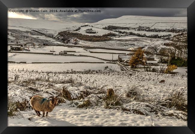 Soay sheep on snowy moors Framed Print by Sharon Cain