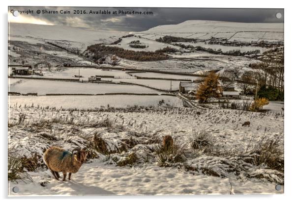 Soay sheep on snowy moors Acrylic by Sharon Cain