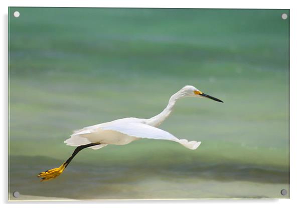 Flight of the Egret Acrylic by John Edwards