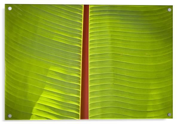 Banana leaf abstract Acrylic by Malcolm Smith