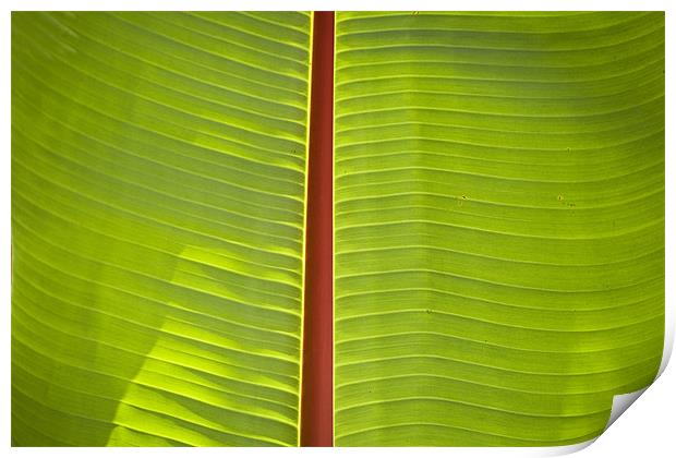 Banana leaf abstract Print by Malcolm Smith