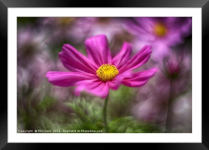 Images from a cosmic garden No4 Framed Mounted Print by Phil Hart