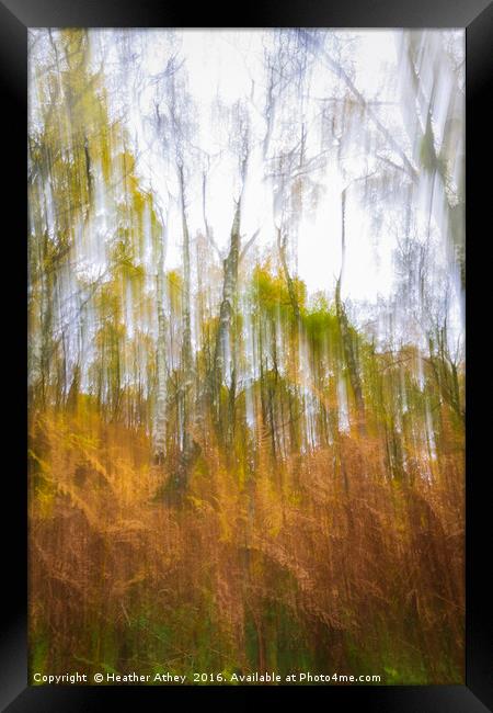 Fall  Framed Print by Heather Athey
