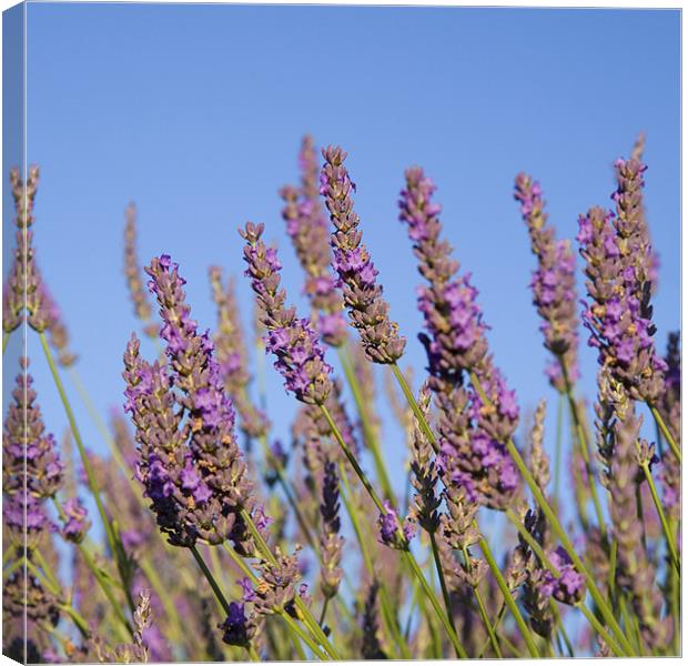 Lavender fields Canvas Print by Ian Middleton