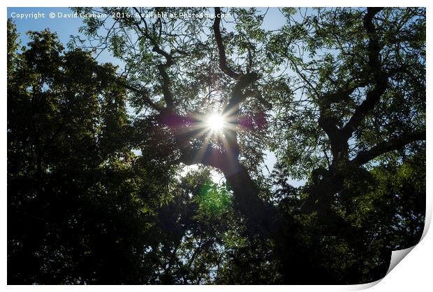 Sunflare through tree Print by David Graham