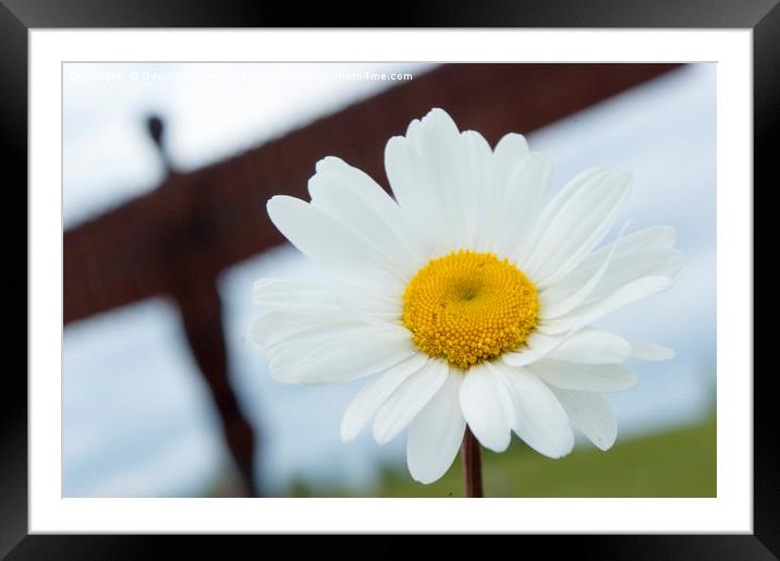 Daisy with Angel of the North in Background Framed Mounted Print by David Graham