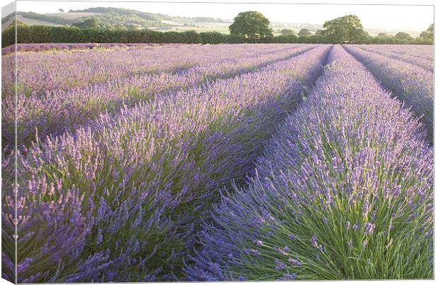 Lavender fields Canvas Print by Ian Middleton