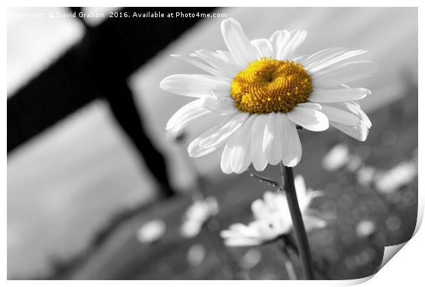 Daisy with Angel of the North in Background Print by David Graham