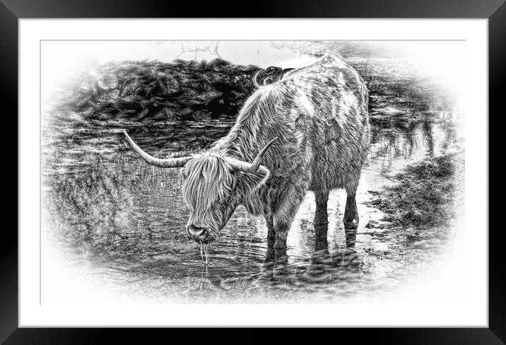 Highland cow drinking during Summer in pencil Framed Mounted Print by JC studios LRPS ARPS