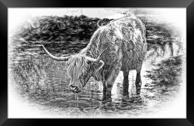 Highland cow drinking during Summer in pencil Framed Print by JC studios LRPS ARPS