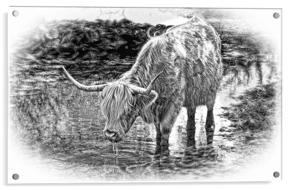 Highland cow drinking during Summer in pencil Acrylic by JC studios LRPS ARPS