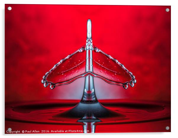 a mirrored image of a water drop collision Acrylic by Paul Allen