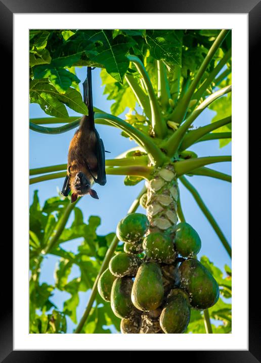 The bat leaves papaya tree and fly away Framed Mounted Print by Hassan Najmy