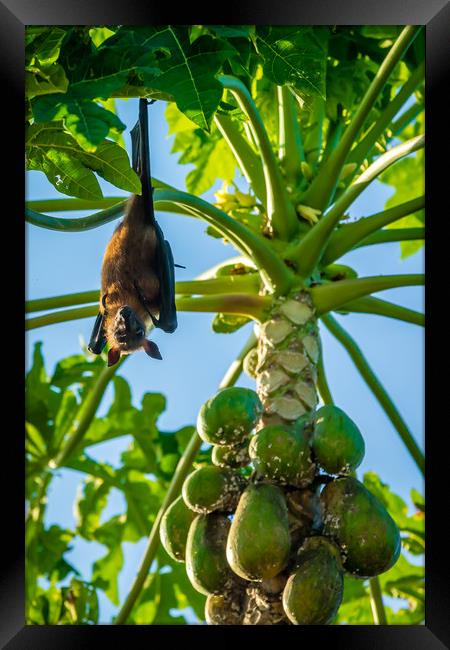 The bat leaves papaya tree and fly away Framed Print by Hassan Najmy