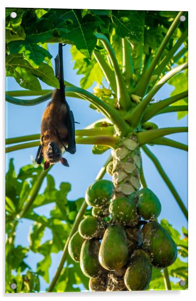 The bat leaves papaya tree and fly away Acrylic by Hassan Najmy