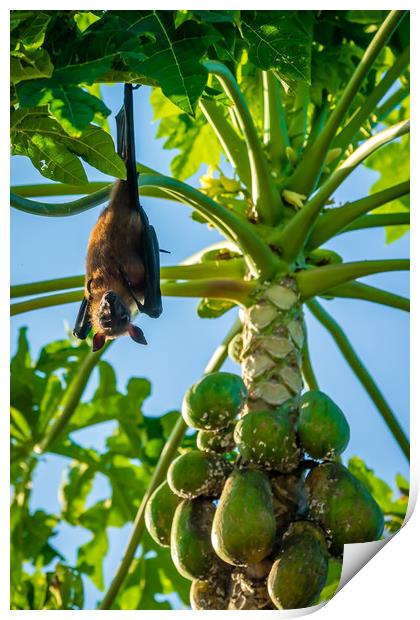 The bat leaves papaya tree and fly away Print by Hassan Najmy