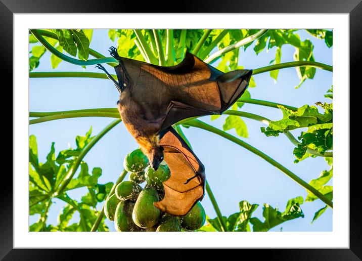 How the bat flies Framed Mounted Print by Hassan Najmy