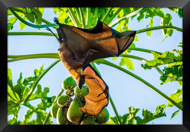 How the bat flies Framed Print by Hassan Najmy