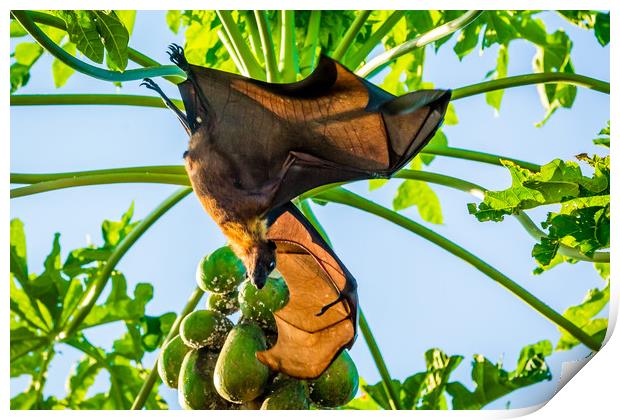 How the bat flies Print by Hassan Najmy