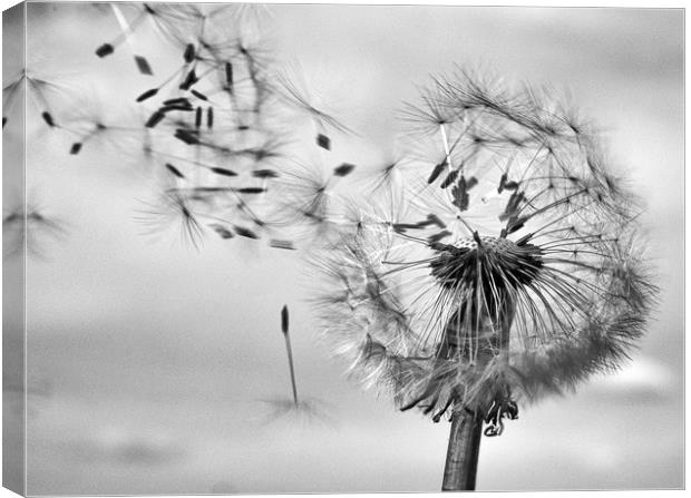 blowing in the wind Canvas Print by paul haylock